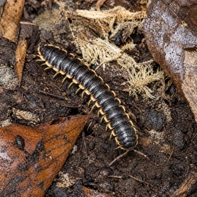 Coromus diaphorus 