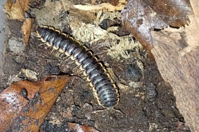 Coromus diaphorus 