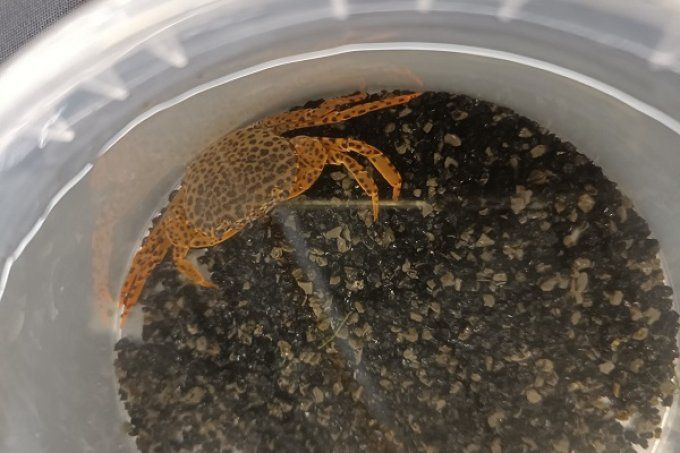 Parathelphusa pantherina