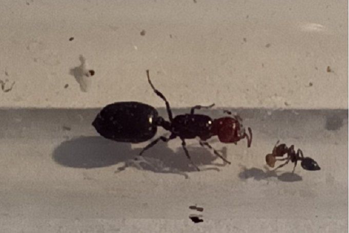 Fourmi Crematogaster scutellaris- gyne + couvain