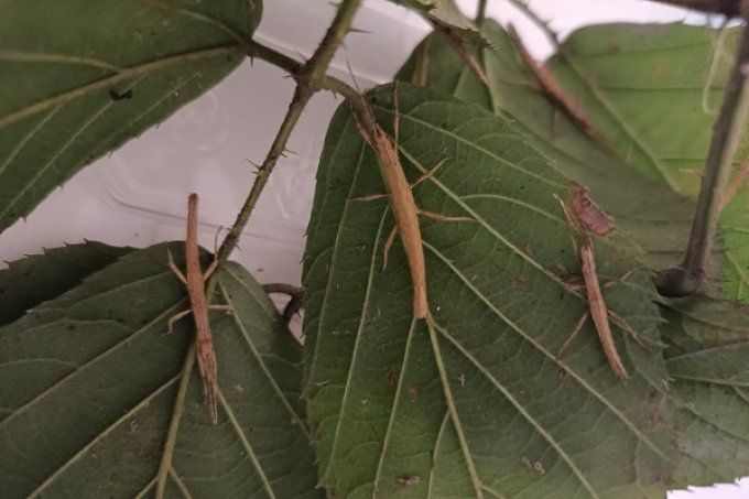 Creoxylus spinosus