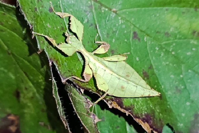 Cryptophyllium westwoodii "Tha Pla Duk"