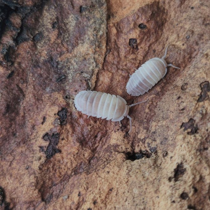 Cubaris sp Panda King Pink