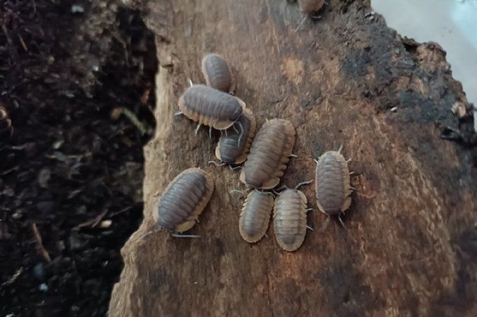 Cubaris sp Red Edge