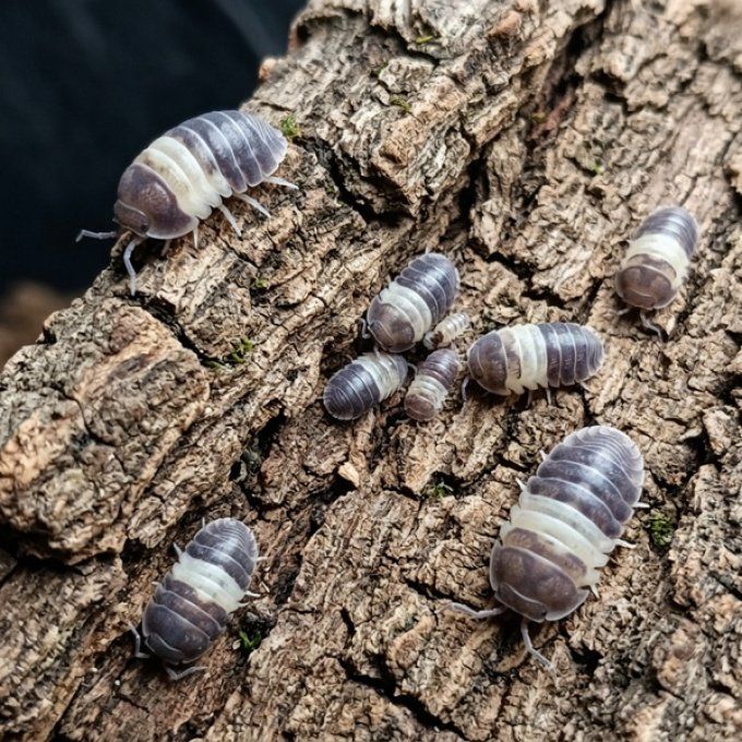 Cubaris sp Panda King