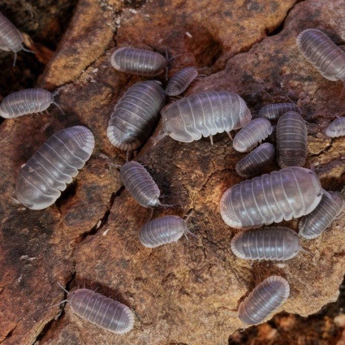 Cubaris sp White side