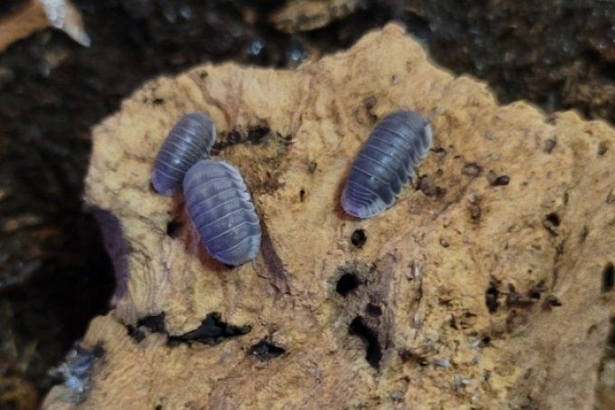 Cubaris sp White side