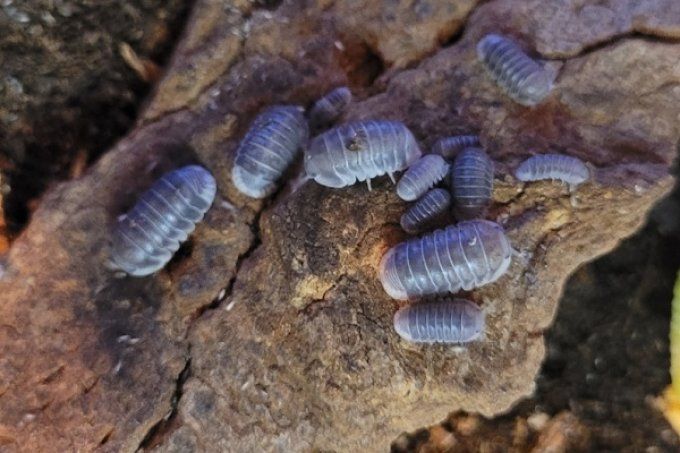 Cubaris sp White side