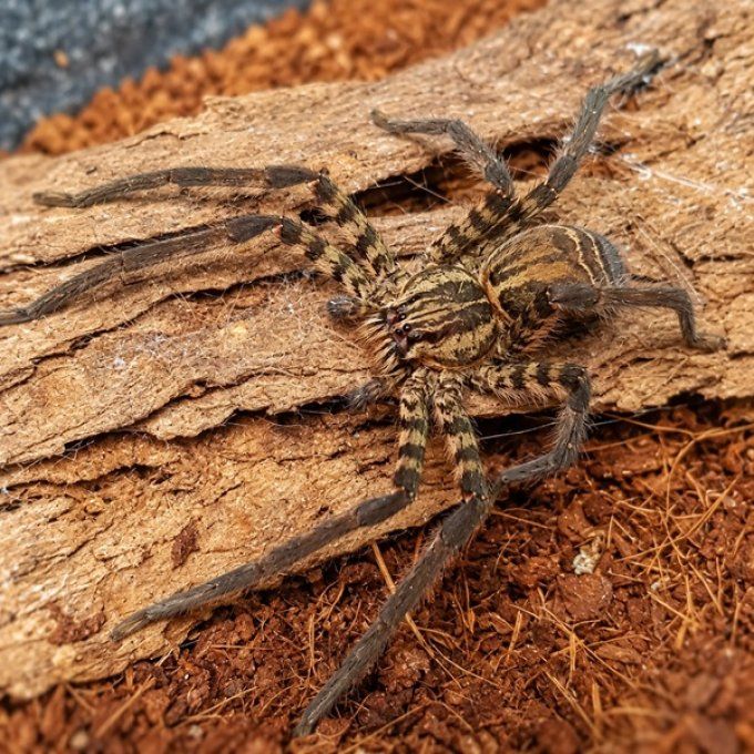 Cupiennius salei “Lucia” L3