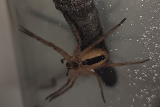 Cupiennius salei L2/L3