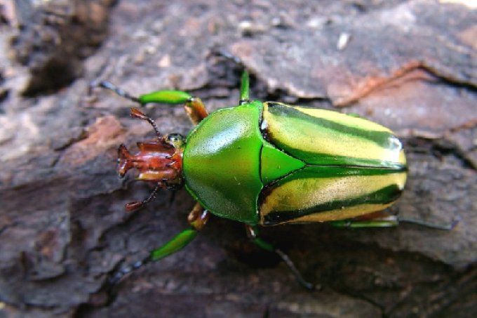 Eudicella hornimani L3