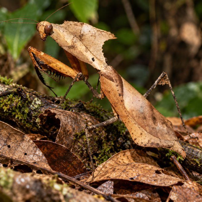 Deroplatys desiccata L3