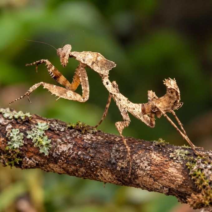 Deroplatys desiccata L3