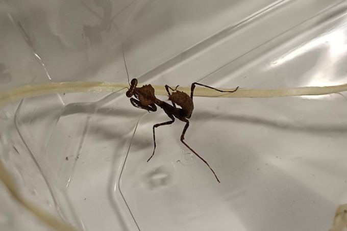 Deroplatys desiccata L4L5 couple 