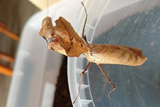 Deroplatys desiccata L4L5 couple 