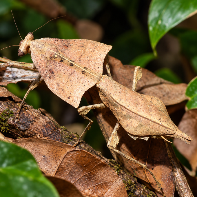 Deroplatys gorochovi – L4/L5