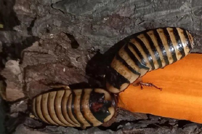 Elliptorhina javanica