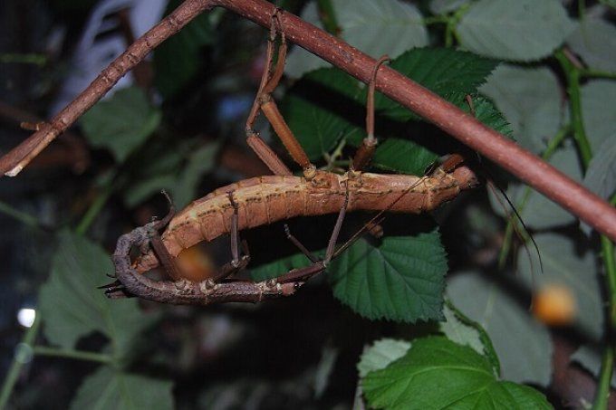 Eurycantha insularis