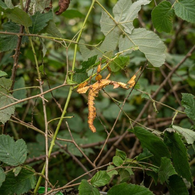 Extatosoma tiaratum - Phasme scorpion (Femelle)