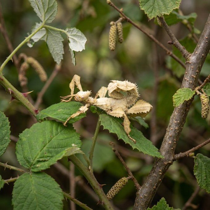Extatosoma tiaratum - Phasme scorpion (Femelle)