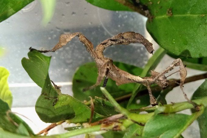 Extatosoma tiaratum - Phasme scorpion