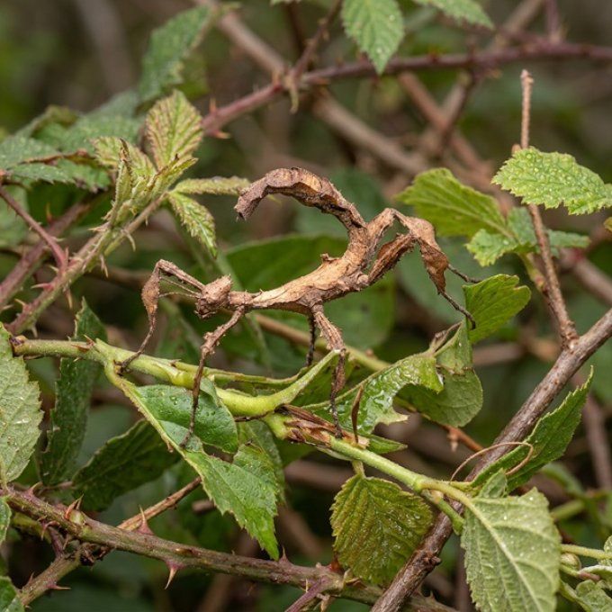 Extatosoma tiaratum - Phasme scorpion (Femelle)