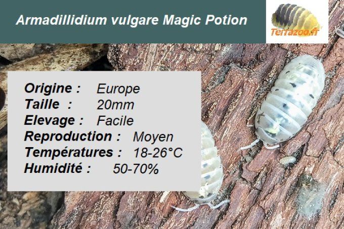 Armadillidium vulgare "Magic Potion"