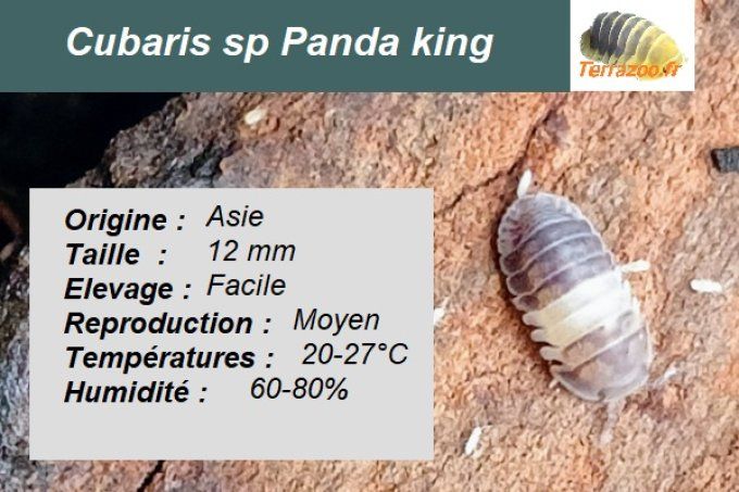 Cubaris sp Panda King