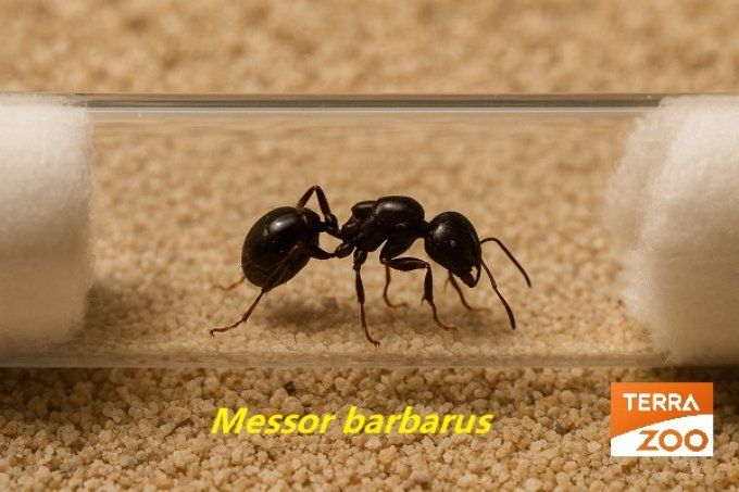 Fourmi Messor barbarus - gyne + couvain