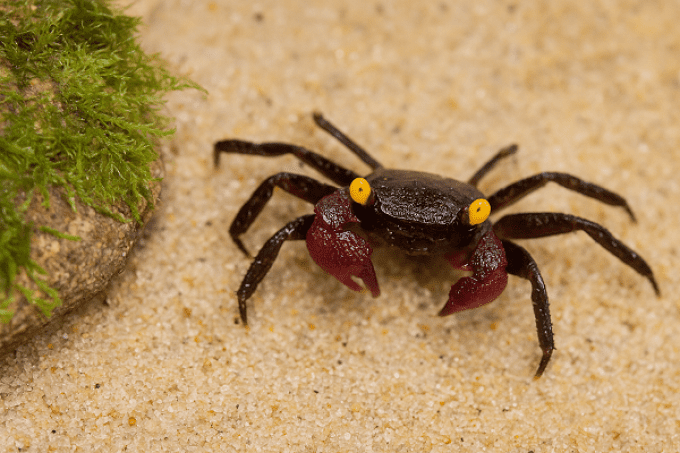 Geosesarma dennerle YELLOW EYE