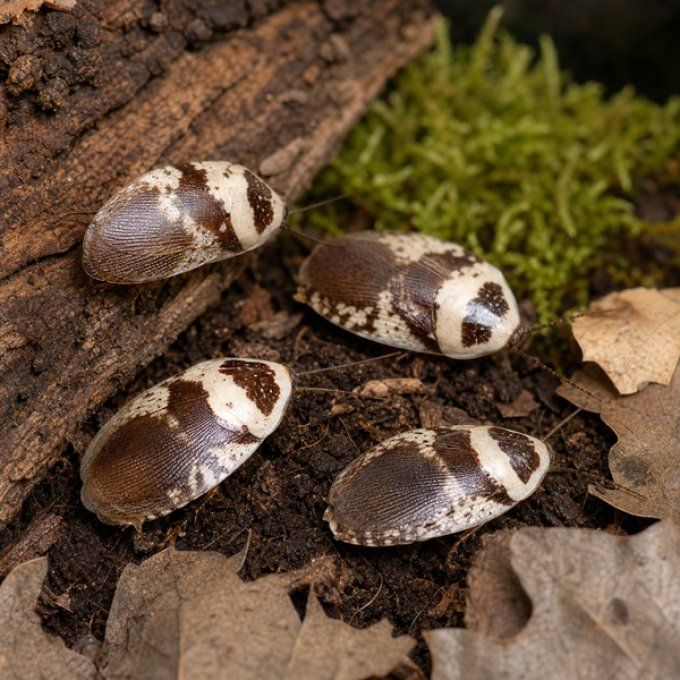 Gyna caffrorum