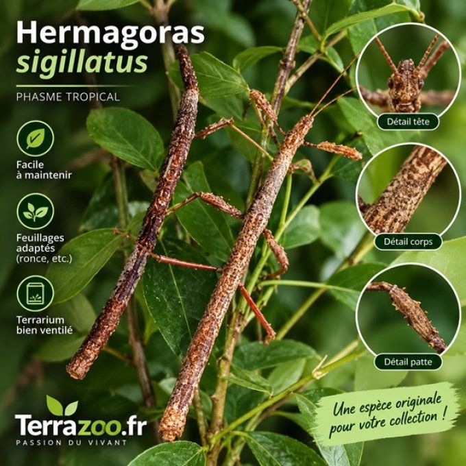 Hermagoras sigillatus