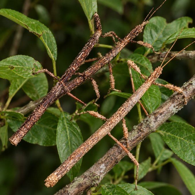 Hermagoras sigillatus
