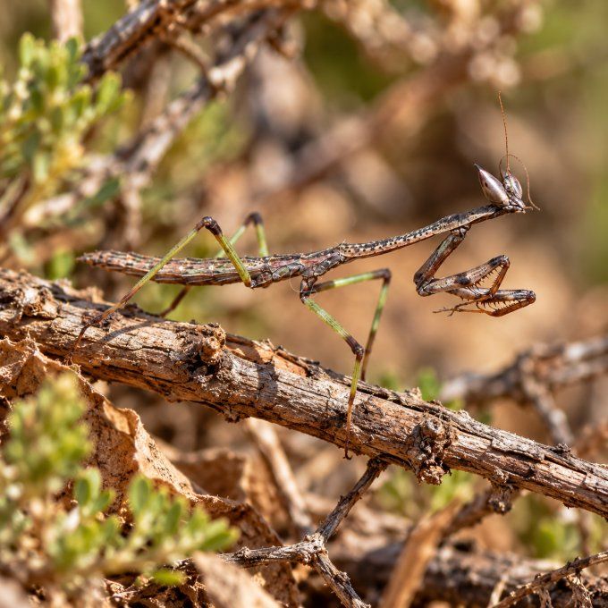 Heterochaeta orientalis L3/L4