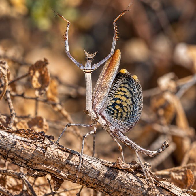 Heterochaeta orientalis L3/L4