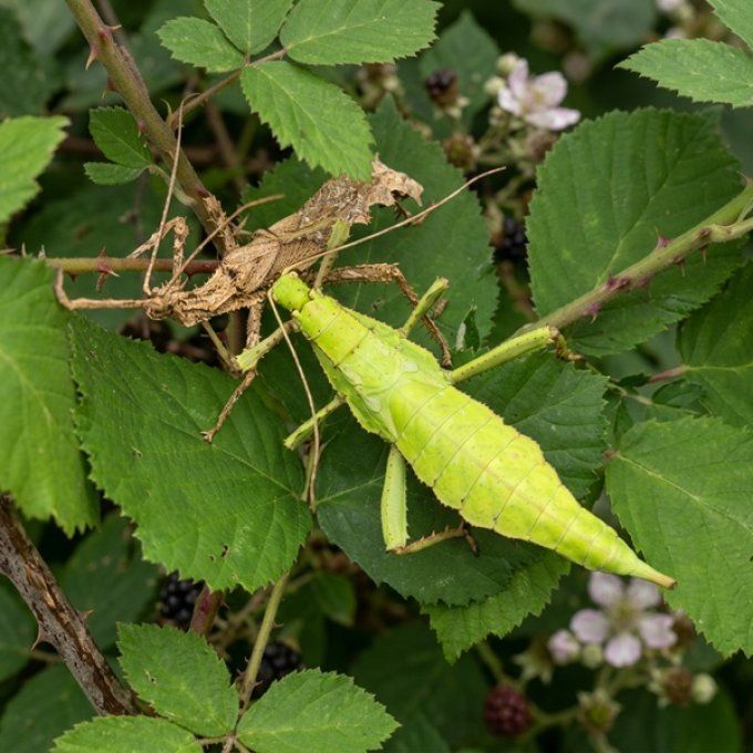 Heteropteryx dilalata