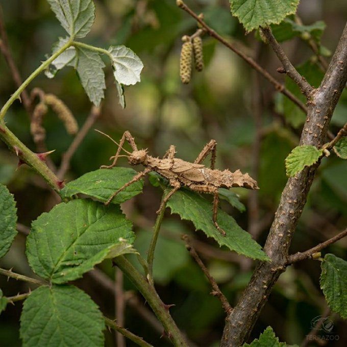 Heteropteryx dilalata