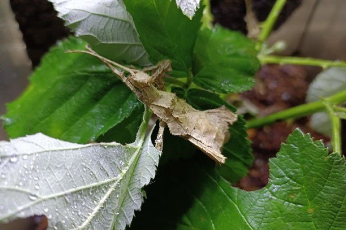 Heteropteryx dilalata couple 