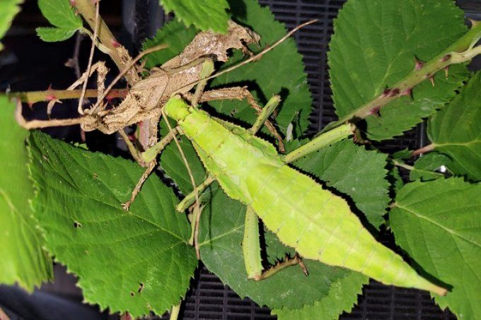 Heteropteryx dilalata couple