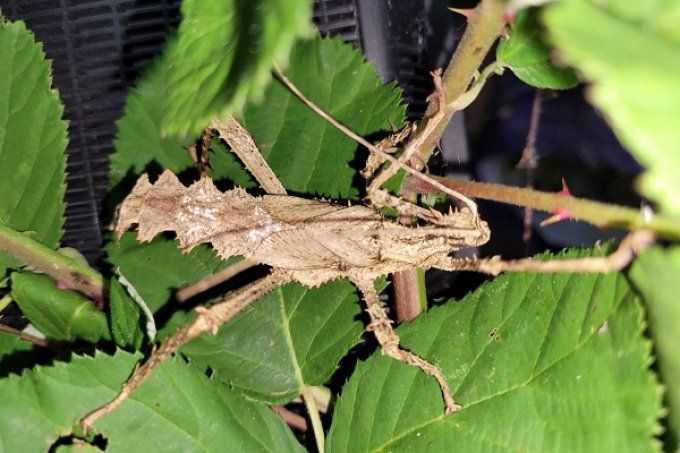 Heteropteryx dilalata couple