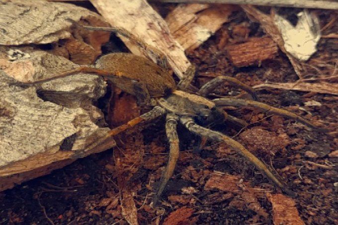 Hogna maderiana