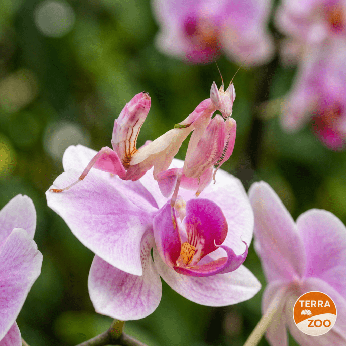 Hymenopus coronatus