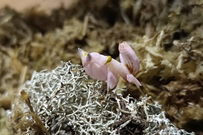 Hymenopus coronatus  L3/L4