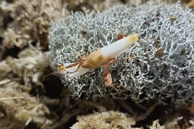Hymenopus coronatus  L3/L4