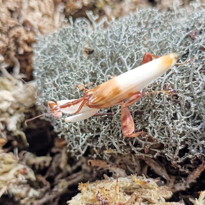 Hymenopus coronatus 