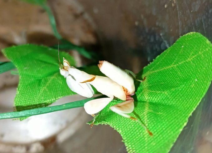 Hymenopus coronatus  Couple L4/L5