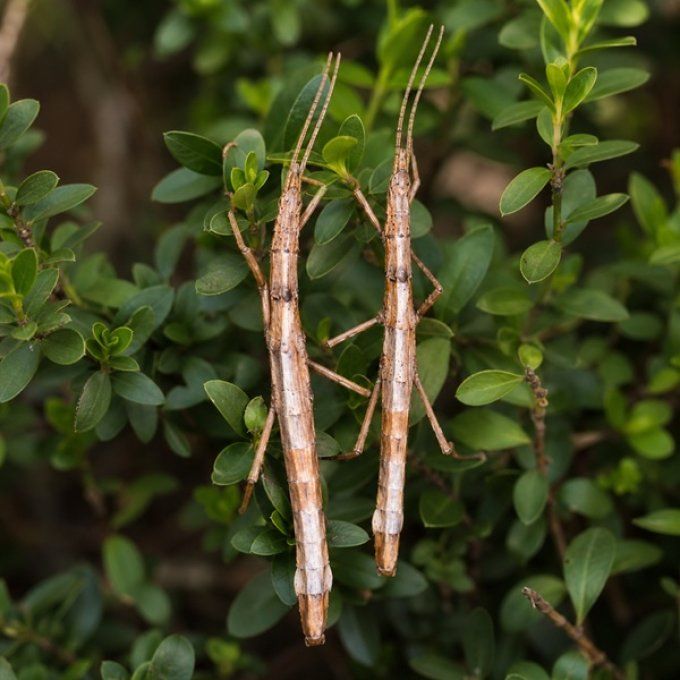 Hypocyrtus scythrus Los Tuxtlas 