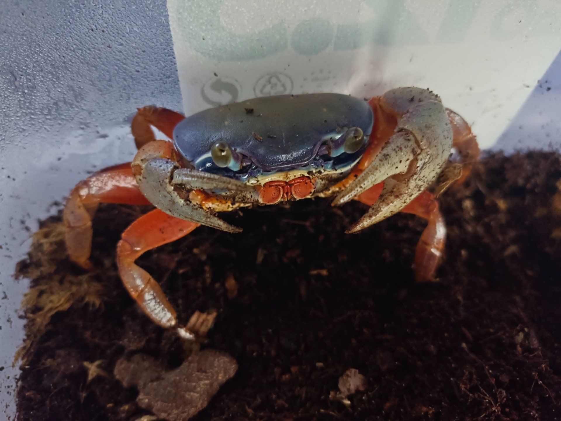 Cardisoma armatum 7-8cm