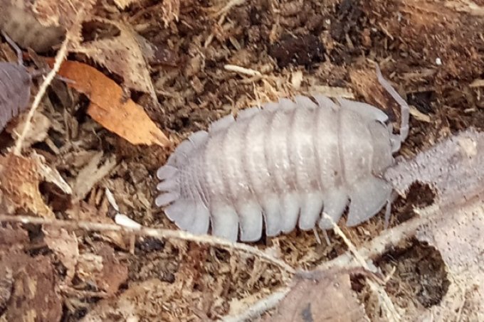 Armadillidium peraccae