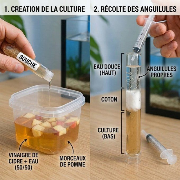 Kit anguillules du vinaigres